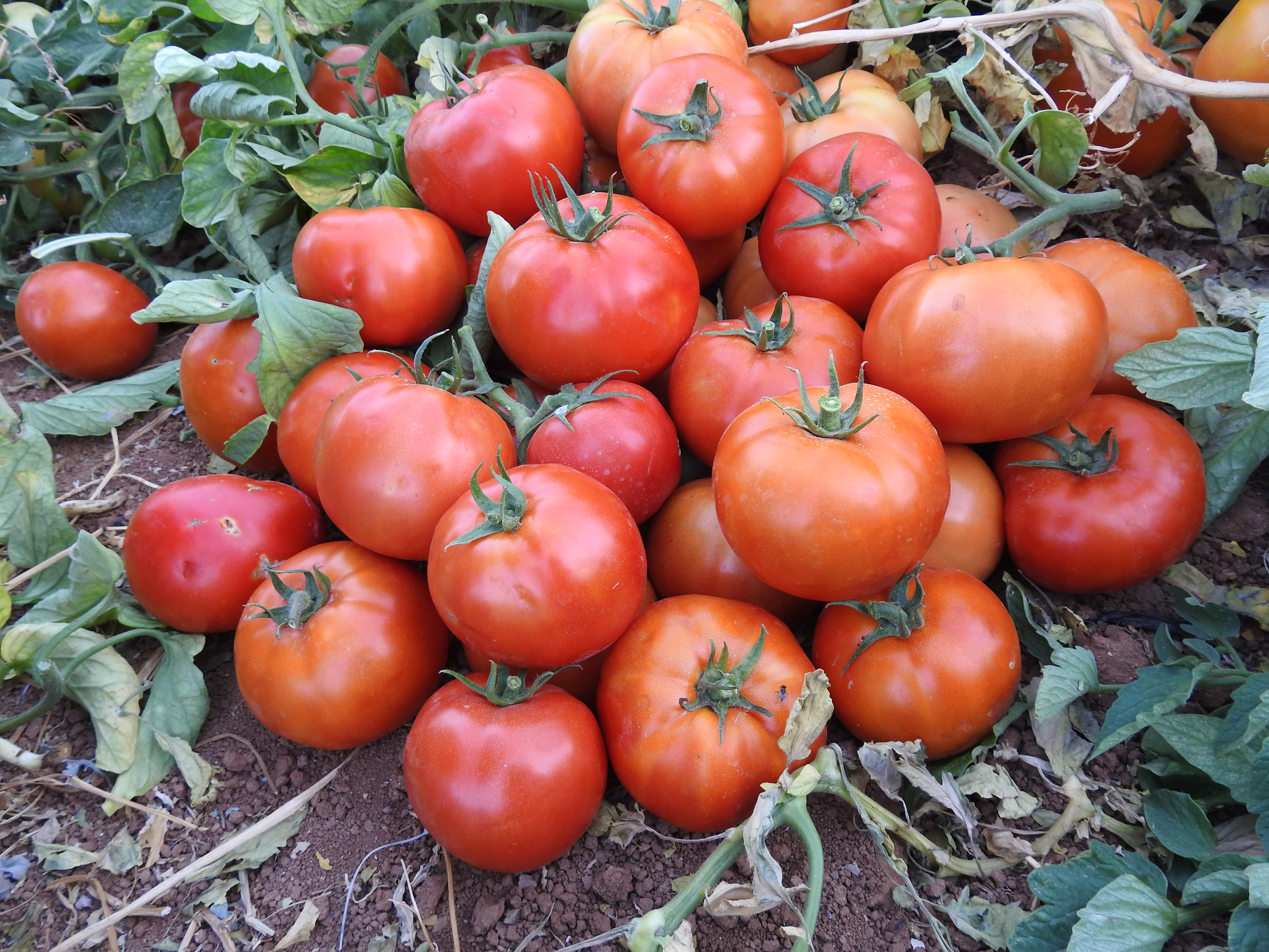 Tomato Determinate