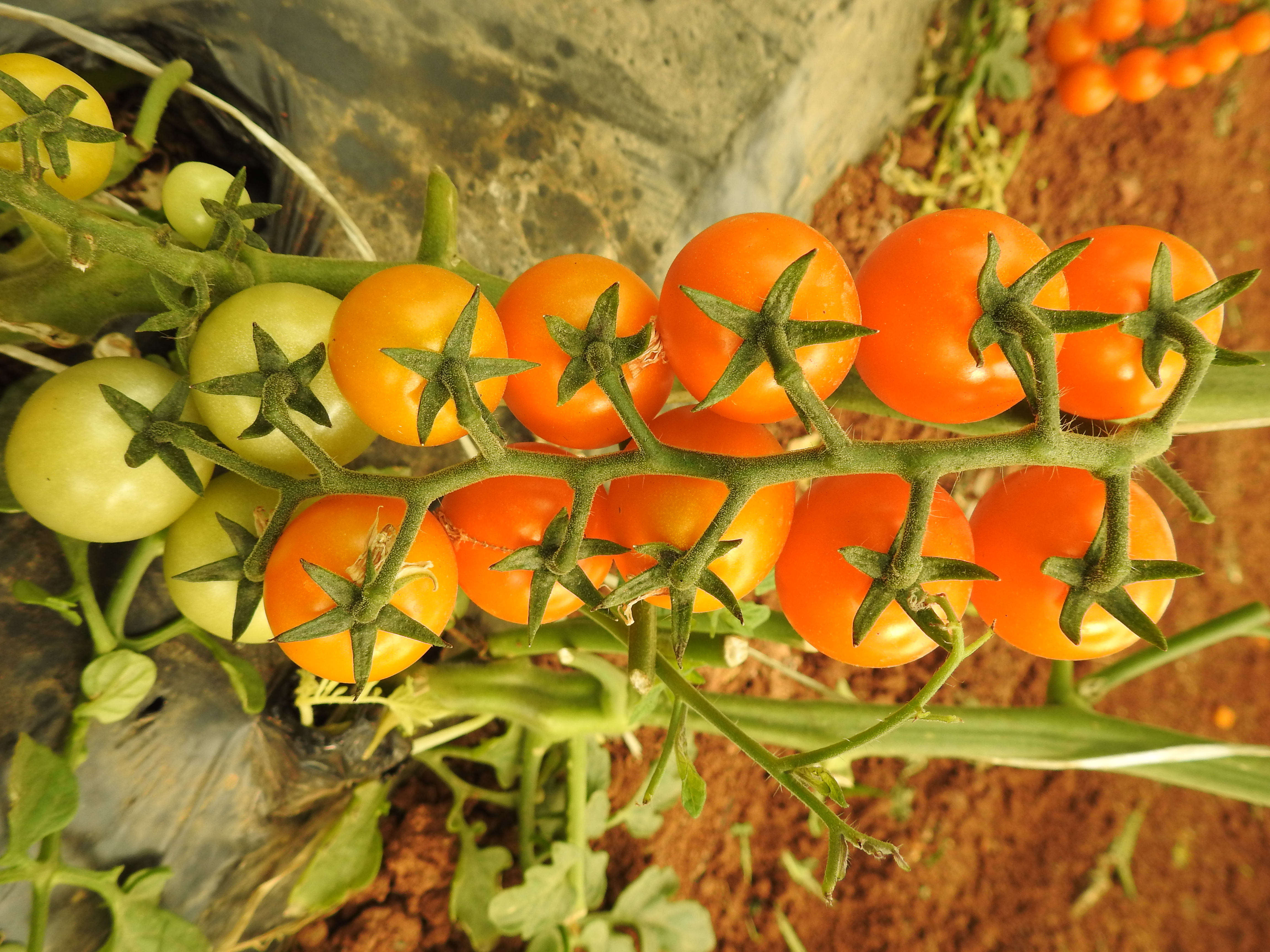 Indeterminate Tomatoes