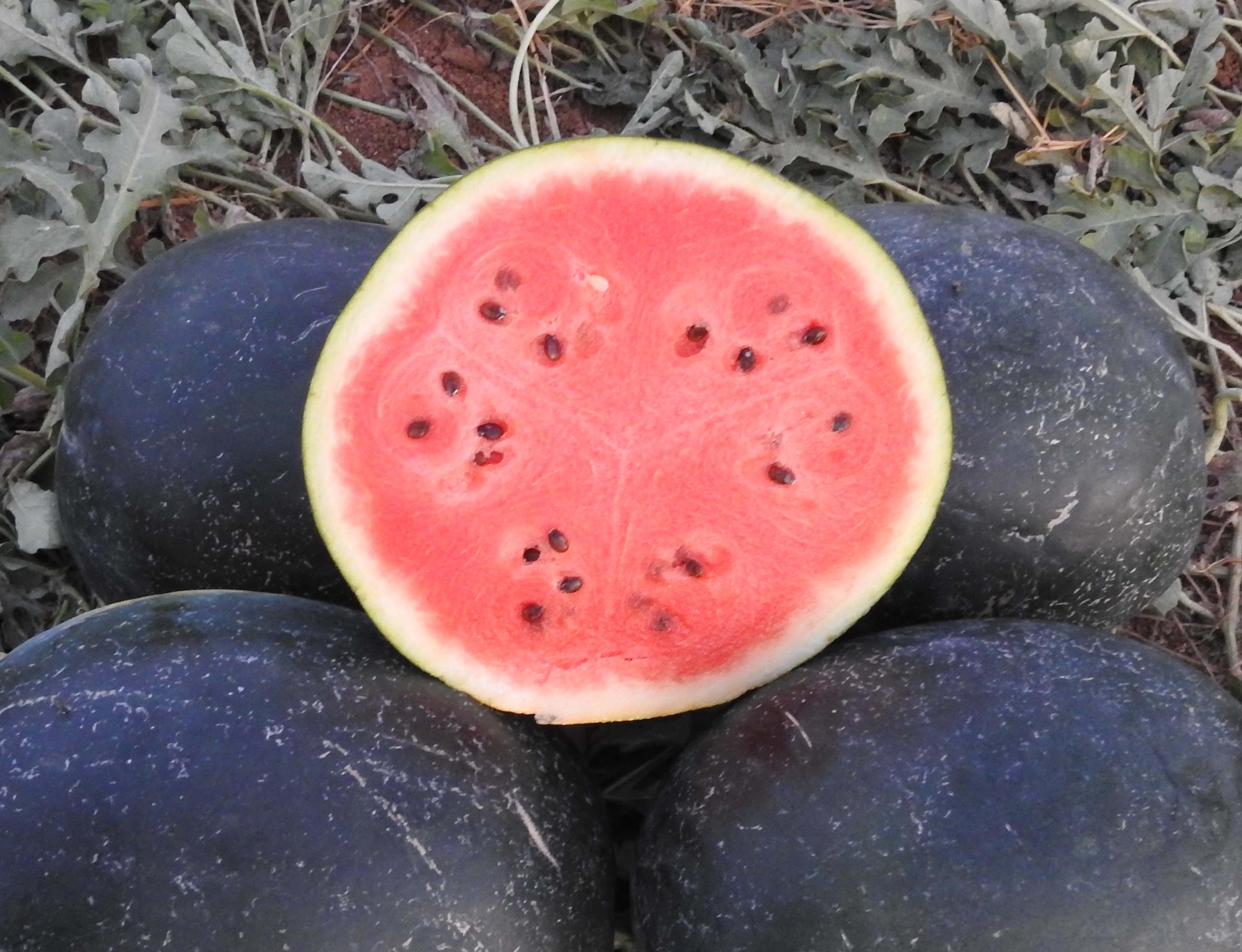watermelon