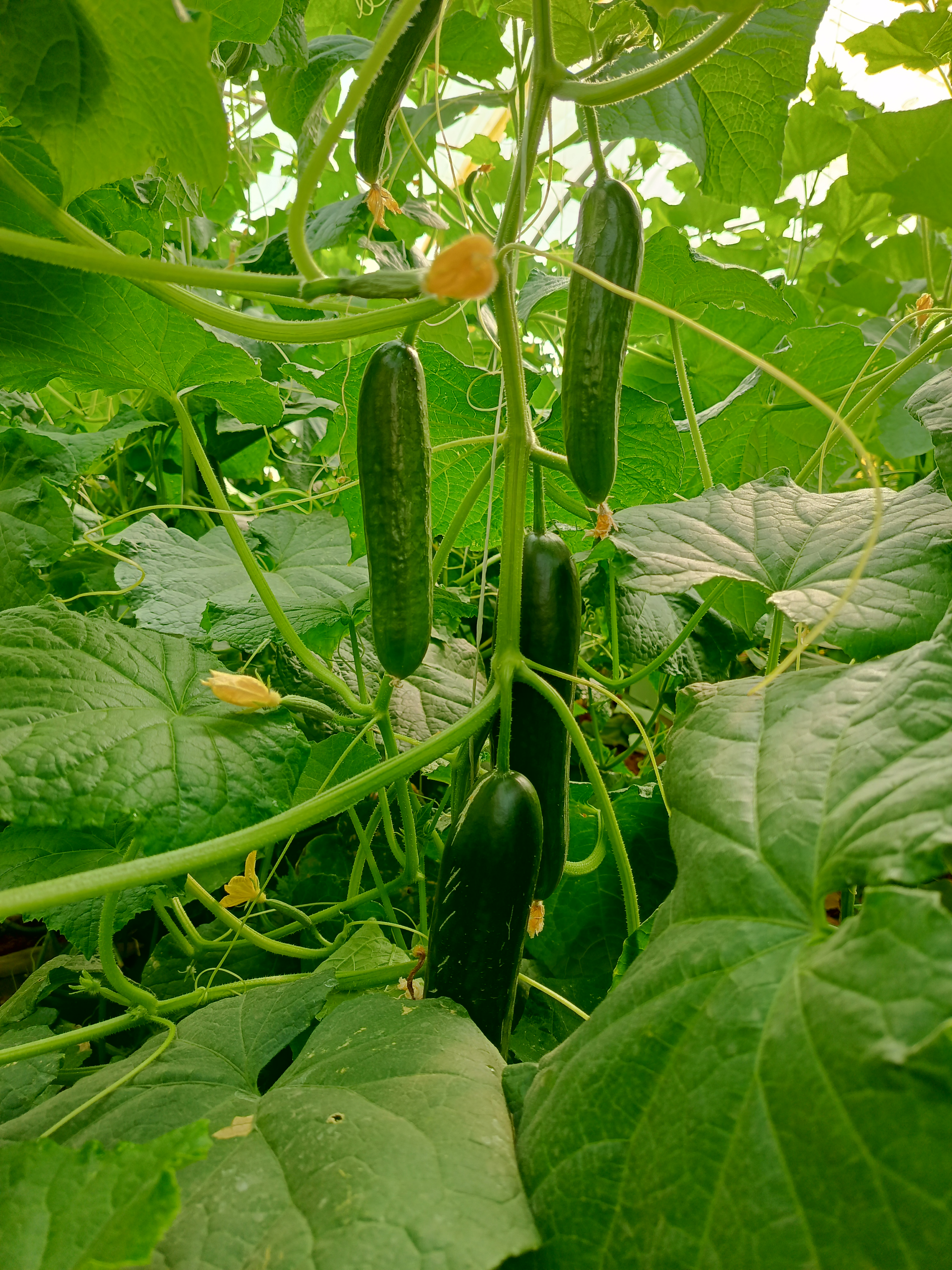 cucumber