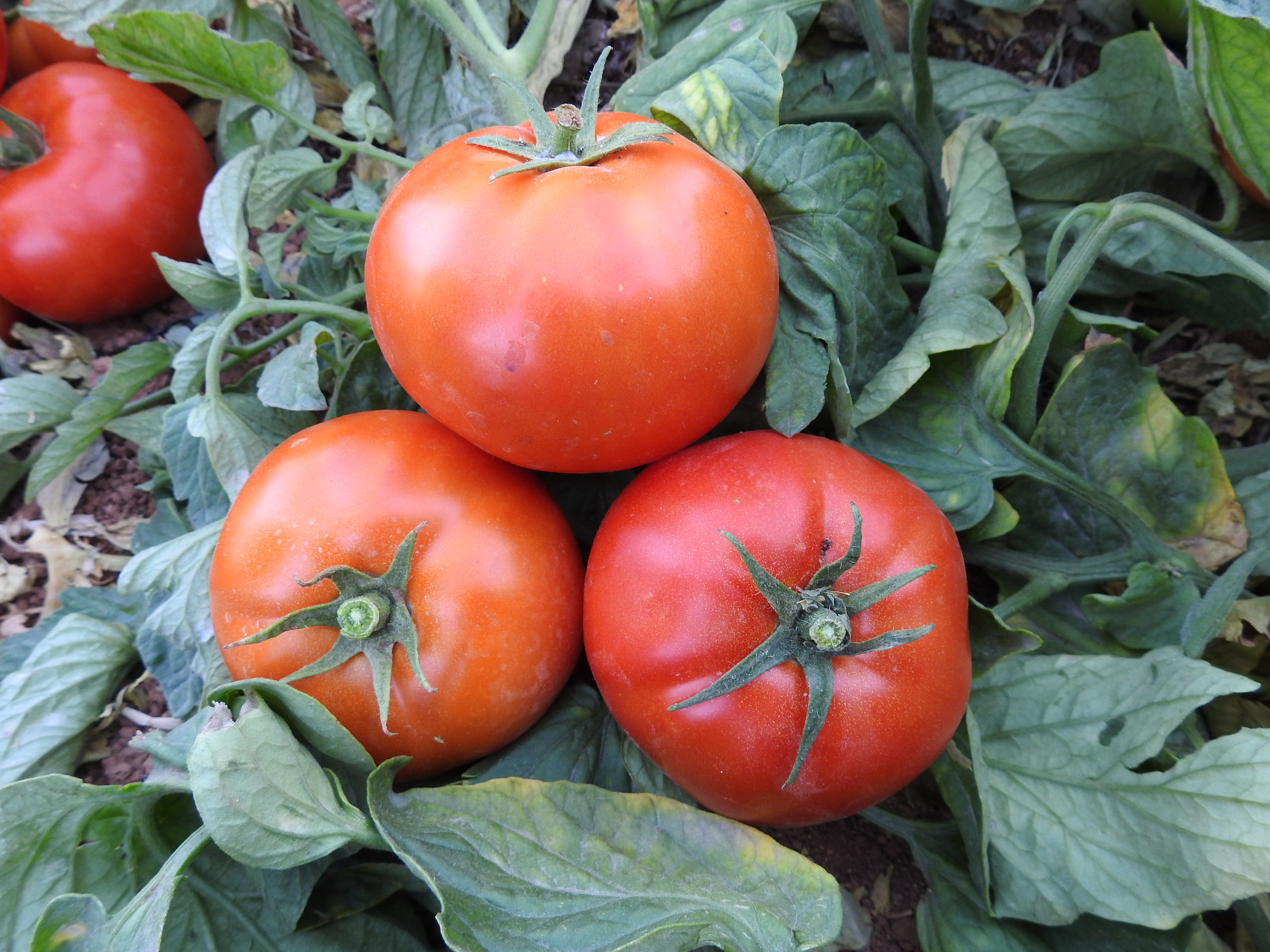 Tomato