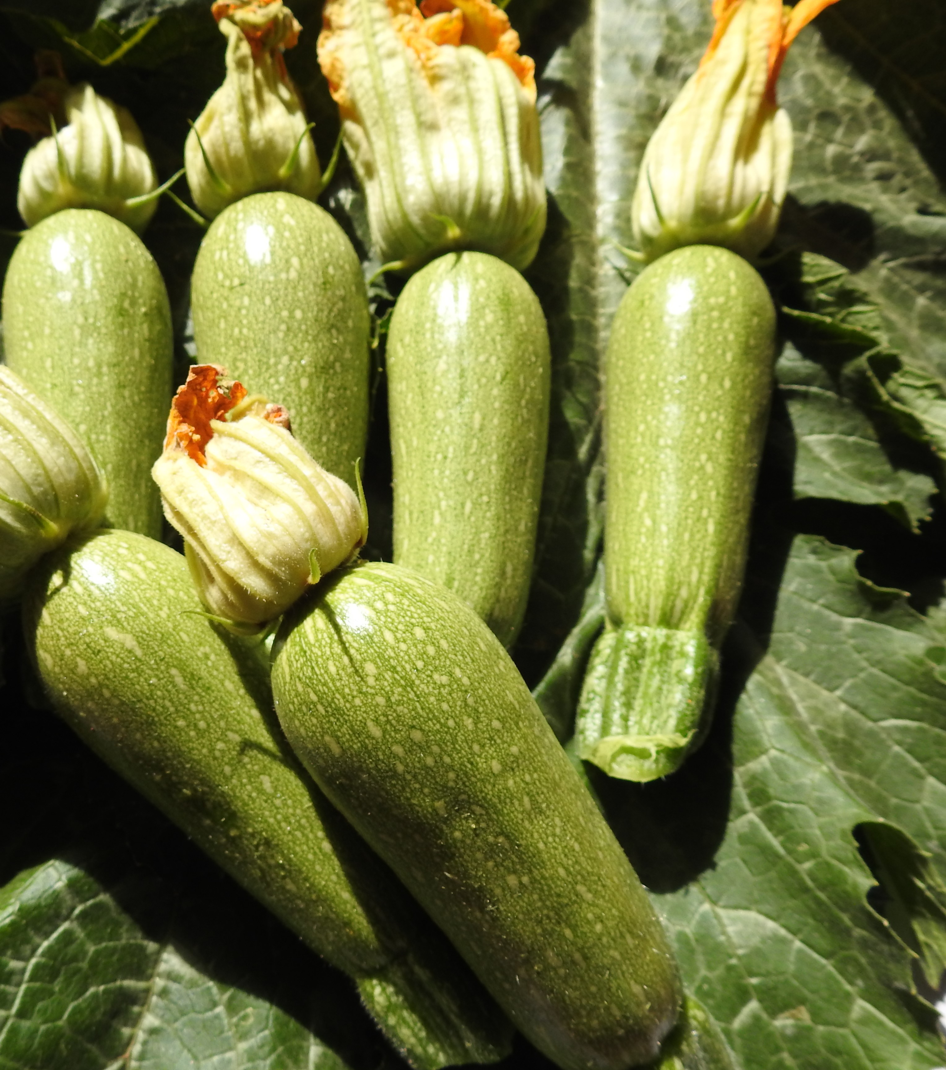 Zucchini