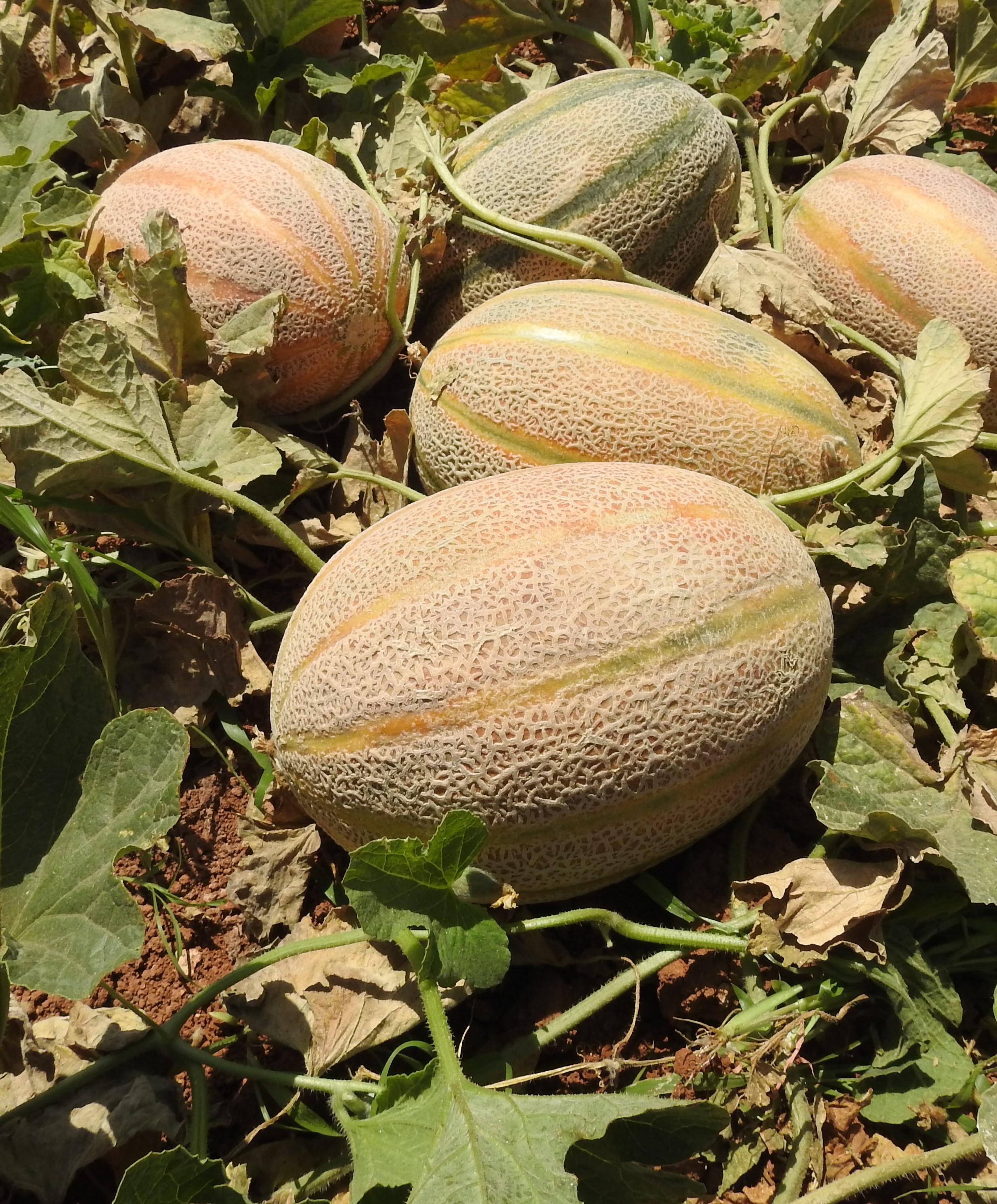 Melon
