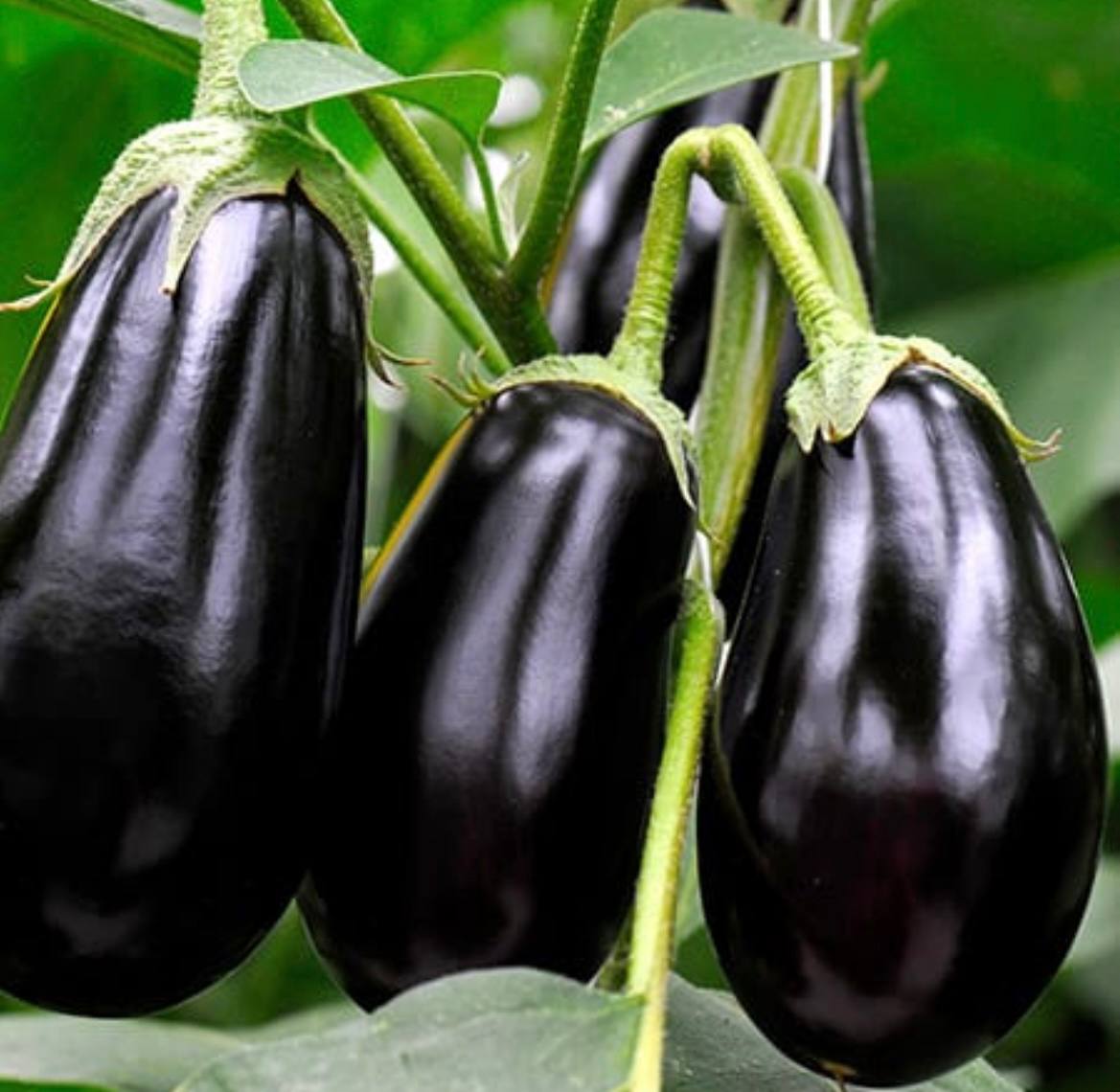 Eggplant