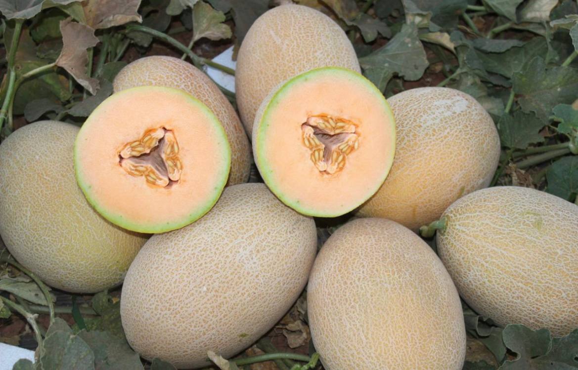 Melon